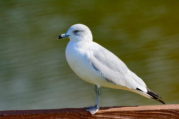 Ring-billed Gull, Larus delawarensis, standing on a fence looking left with water background