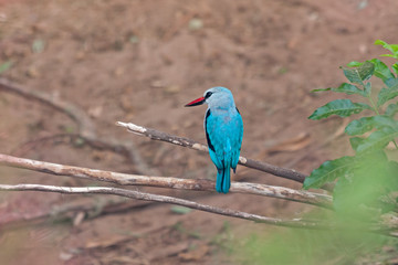 The Woodland Kingfisher (Halcyon senegalensis) sits on deadwood branch against blurred land background. Lake Manyara National Park, Tanzania, Africa. 
