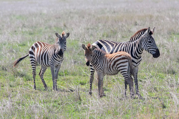 Fototapeta na wymiar Burchell’s Zebras in profile graze on savanna pasture on blurred vignette. Serengety National Park, Great Rift Valley, Tanzania, Africa. 