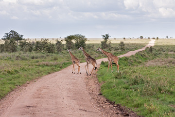 Three Giraffes (Giraffa camelopardalis) run through road in savanna against acacia tree and cloudy sky background. Serengeti National Park, Great Rift Valley, Tanzania, Africa.
