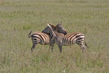 Fototapeta na wymiar Two Burchell’s Zebras flirt on savanna plain. Serengeti National Park, Great Rift Valley, Tanzania, Africa. 