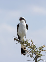 Grey-backed Fiscal sits on acacia branch against cloudy sky background. Serengeti National Park, Great Rift Valley, Tanzania, Africa. 
