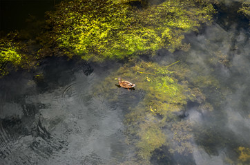 Seaweed Floating Ducks in Belgorod, Russia
