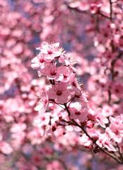pink plum blossoms on a spring day, with a shallow depth of fiel