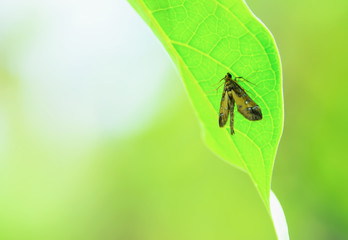 Insect