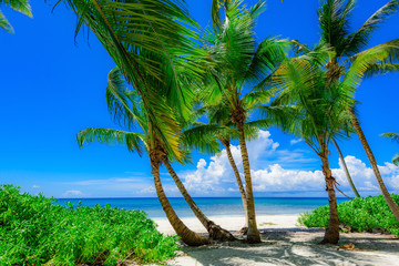 paradise tropical beach palm