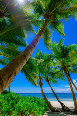Panele Szklane Podświetlane  paradise tropical beach palm