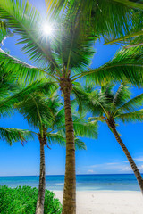 paradise tropical beach palm