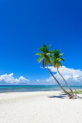 paradise tropical beach palm