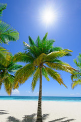 Obraz na płótnie Canvas Palm Ocean Sky