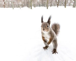 Naklejka na ściany i meble squirrel standing on hind feet looking forward for some food in winter forest 