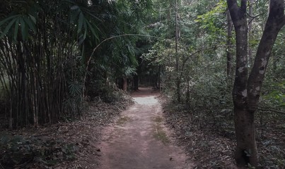  passage of the temple in the wild.