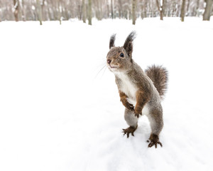 Naklejka na ściany i meble curious squirrel standing on hind feet searching for snack on soft snowy background