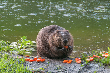 Female beaver sits full-face on riverside and nibbles red carrot   © shujaa_777