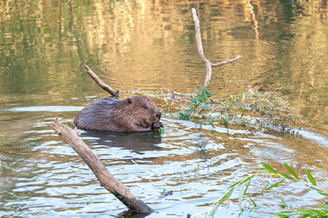 Beaver kid sits in profile in water near riverside and nibbles branch.    © shujaa_777