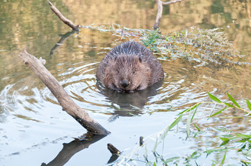 Beaver kid sits full-face in water near snag.  © shujaa_777