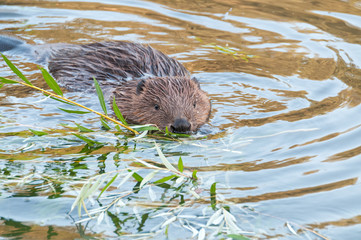 Beaver kid sits swims in water near riverside. 