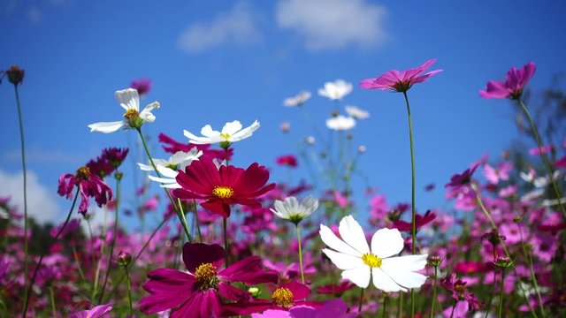 Cosmos flower with blue sky in the background