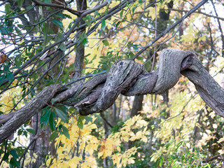 ねじれた木