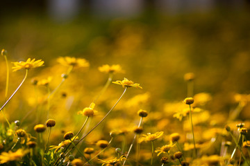 chrysanthemum， Background image