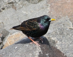 Simple Starling