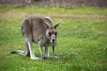 Naklejka na ściany i meble Great grey kangaroo
