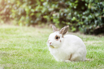 ND rabbit or cute bunny on green grass.