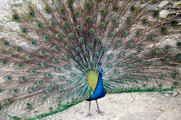 The peacock spreads its tail feathers.