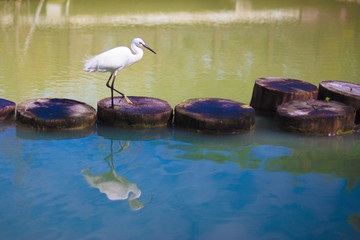 A white egret standing on the block at the pond.