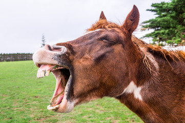 Funny yawning horse portrait