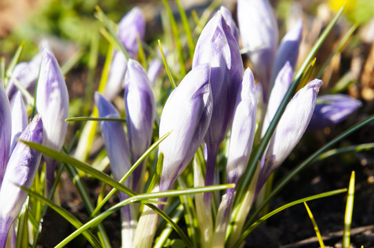 Many violet crocus or shafran new fresh bud flowers 