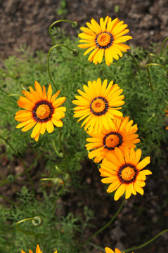 Ursinia anthemoides orange flowers