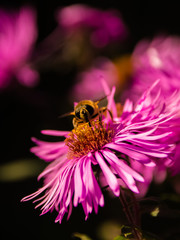 Макросъёмка: пчелы и шмели