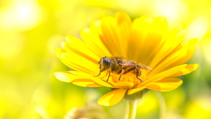 Макросъёмка: пчелы и шмели