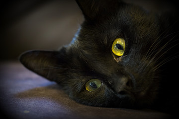 Siyah Kedi