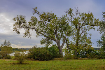 Herbstliche B&auml;ume mit Misteln am Feisnecksee bei Waren (M&uuml;ritz)