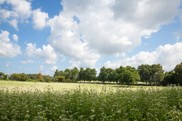 학원농원 메밀꽃