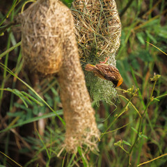 Asian golden weaver