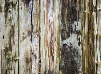 Wooden texture of wood composition