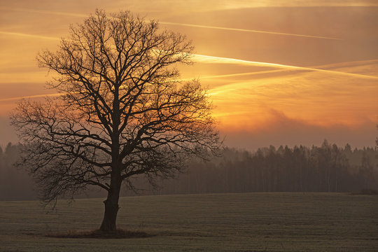 Foggy autumn morning