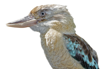 kookaburra on white background