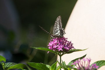 꽃밭에서 춤울 추눈 호랑나비