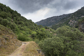 Fototapeta na wymiar Woodlands in Somiedo Valley, Somiedo Nature Reserve. It is located in the central area of the Cantabrian Mountains in the Principality of Asturias in northern Spain