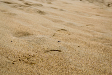 Footstep on the wet sand