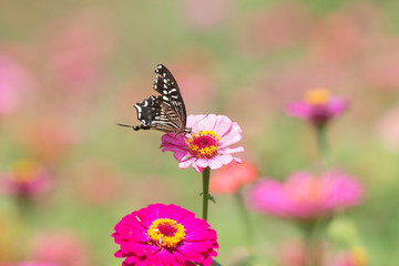 Fototapeta na wymiar 꽃밭에서 춤울 추눈 호랑나비