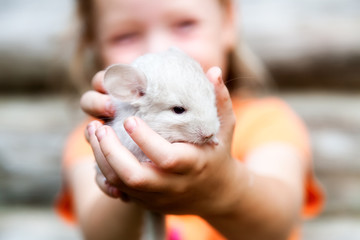 Little chinchilla sits in the hands of a child