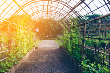 bamboo scaffolding ivy roof