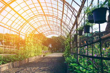 bamboo scaffolding ivy roof