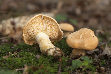 Hydnum repandum