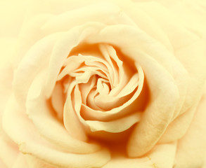 Fototapeta na wymiar Beautiful rose, closeup. Floral background.